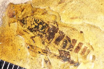 Media type: image;   Entomology PALE-20641